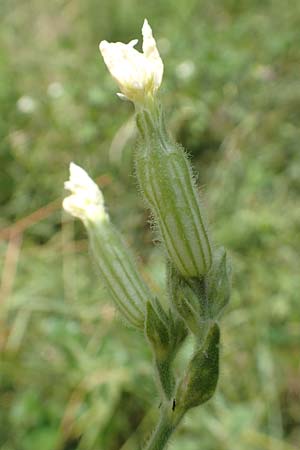 Silene latifolia subsp. alba \ Wei�e Lichtnelke / White Campion, D Freiburg-Tiengen 22.7.2017