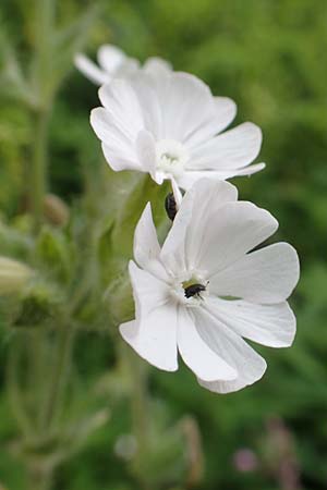 Silene latifolia subsp. alba \ Wei�e Lichtnelke / White Campion, D Almequellen bei/near Brilon 15.6.2018