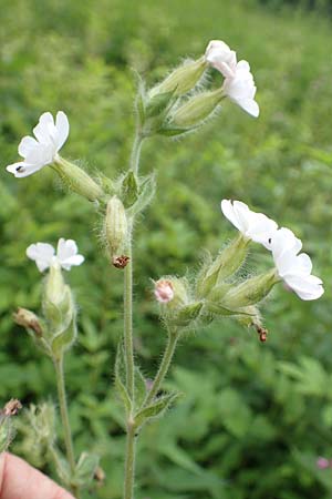 Silene latifolia subsp. alba \ Wei�e Lichtnelke / White Campion, D Almequellen bei/near Brilon 15.6.2018