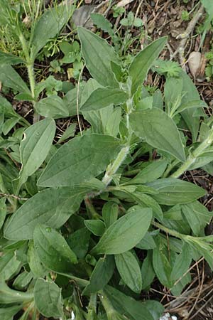 Silene latifolia subsp. alba \ Wei�e Lichtnelke / White Campion, D Mannheim 27.4.2019