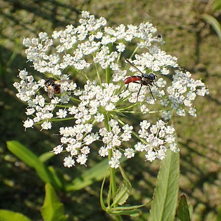 Sium latifolium \ Gro�er Merk, Breitbl�ttriger Merk / Greater Water Parsnip, D Sachsen-Anhalt, Jerichow 22.9.2020