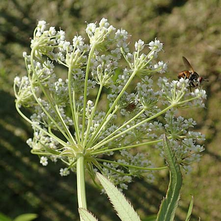 Sium latifolium \ Gro�er Merk, Breitbl�ttriger Merk / Greater Water Parsnip, D Sachsen-Anhalt, Jerichow 22.9.2020