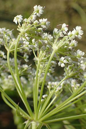 Sium latifolium \ Gro�er Merk, Breitbl�ttriger Merk / Greater Water Parsnip, D Sachsen-Anhalt, Jerichow 22.9.2020