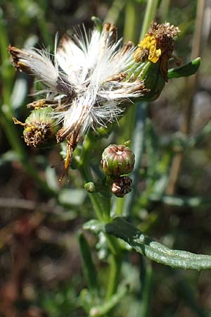 Senecio inaequidens \ Schmalbl�ttriges Greiskraut / Narrow-Leaved Ragwort, D Ludwigshafen 11.10.2020