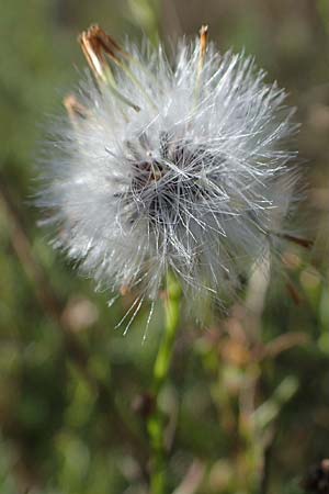 Senecio inaequidens \ Schmalbl�ttriges Greiskraut / Narrow-Leaved Ragwort, D Ludwigshafen 11.10.2020