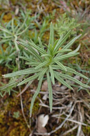 Senecio inaequidens \ Schmalbl�ttriges Greiskraut / Narrow-Leaved Ragwort, D Hockenheim 5.4.2022