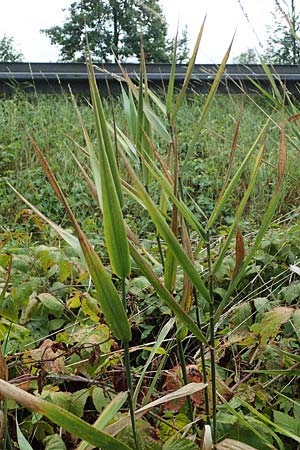 Poaceae spec2 ? \ Gras / Grass, D Kaiserstuhl,  Riegel 3.9.2022