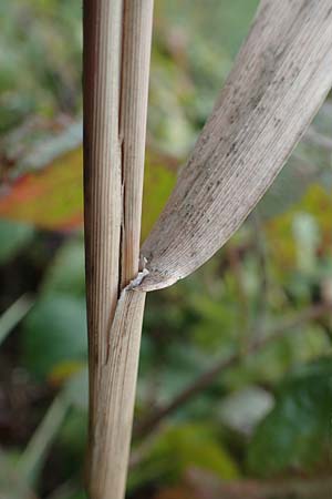 Poaceae spec2 ? \ Gras / Grass, D Kaiserstuhl,  Riegel 3.9.2022