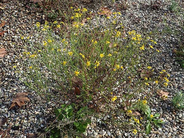 Senecio inaequidens \ Schmalbl�ttriges Greiskraut / Narrow-Leaved Ragwort, D Altrip 4.10.2022