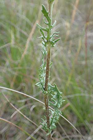 Senecio jacobaea \ Jakobs-Greiskraut, Jakobs-Kreuzkraut, D Sachsen-Anhalt, K&ouml;nnern 17.6.2023