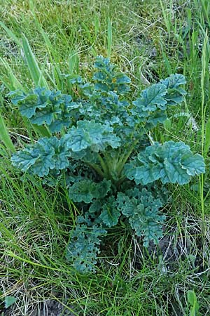 Senecio jacobaea \ Jakobs-Greiskraut, Jakobs-Kreuzkraut, D Neustadt an der Weinstra&szlig;e 1.5.2025