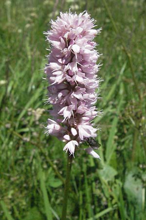 Bistorta officinalis \ Schlangen-Kn�terich / Common Bistort, D Schwarzwald/Black-Forest, Feldberg 24.6.2007