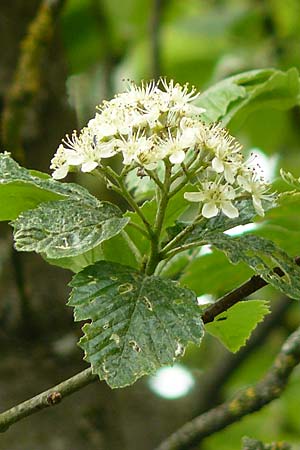 Sorbus koksensis \ Koks-Mehlbeere / Koks Whitebeam, D K&uuml;lsheim 20.5.2017