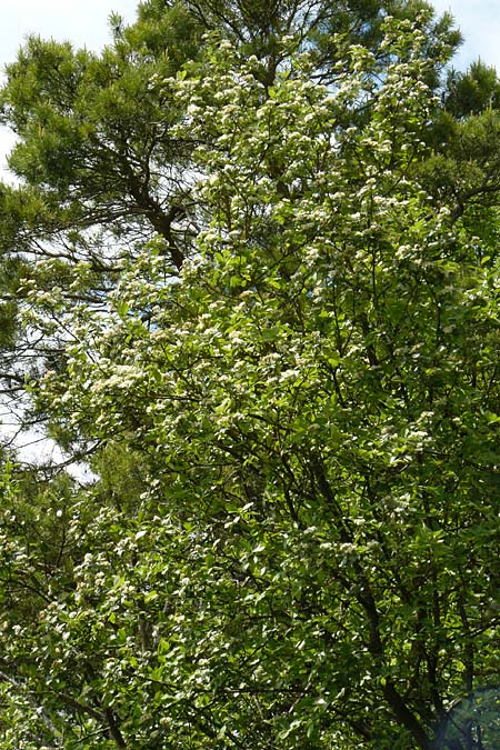 Sorbus koksensis \ Koks-Mehlbeere / Koks Whitebeam, D K&uuml;lsheim 20.5.2017