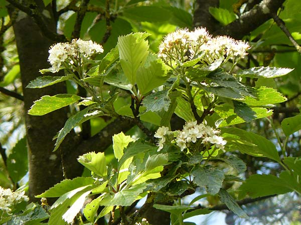Sorbus koksensis \ Koks-Mehlbeere / Koks Whitebeam, D K&uuml;lsheim 20.5.2017