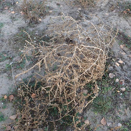 Salsola tragus \ Ukraine-Salzkraut, Ruthenisches Salzkraut / Russian Thistle, Glasswort, D Schwetzingen 12.11.2015