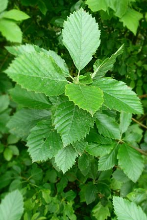 Sorbus koksensis \ Koks-Mehlbeere / Koks Whitebeam, D K&uuml;lsheim 4.6.2016