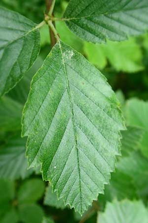 Sorbus koksensis, Koks Whitebeam