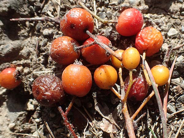 Sorbus koksensis \ Koks-Mehlbeere / Koks Whitebeam, D K&uuml;lsheim 2.10.2016