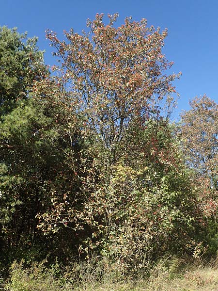 Sorbus koksensis \ Koks-Mehlbeere / Koks Whitebeam, D K&uuml;lsheim 2.10.2016
