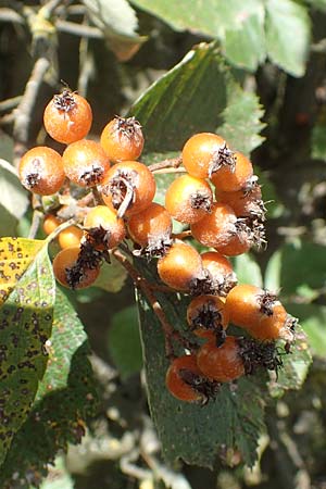 Sorbus koksensis \ Koks-Mehlbeere / Koks Whitebeam, D K&uuml;lsheim 2.10.2016