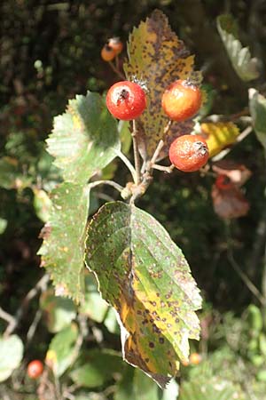 Sorbus koksensis \ Koks-Mehlbeere / Koks Whitebeam, D K&uuml;lsheim 2.10.2016