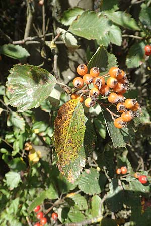 Sorbus koksensis \ Koks-Mehlbeere / Koks Whitebeam, D K&uuml;lsheim 2.10.2016