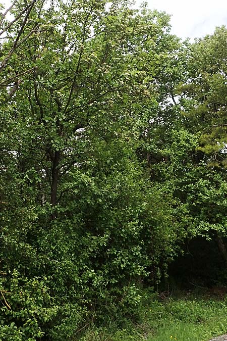 Sorbus koksensis \ Koks-Mehlbeere / Koks Whitebeam, D K&uuml;lsheim 20.5.2017