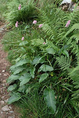 Bistorta officinalis \ Schlangen-Kn�terich / Common Bistort, D Schwarzwald/Black-Forest, Belchen 22.7.2017