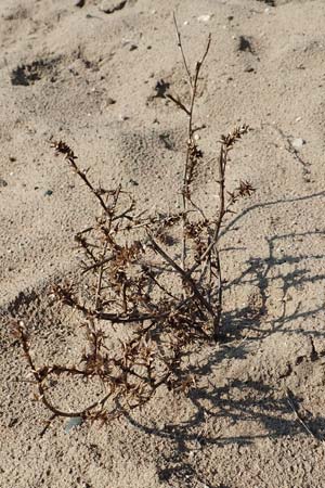 Salsola tragus \ Ukraine-Salzkraut, Ruthenisches Salzkraut / Russian Thistle, Glasswort, D Schwetzingen 25.3.2018