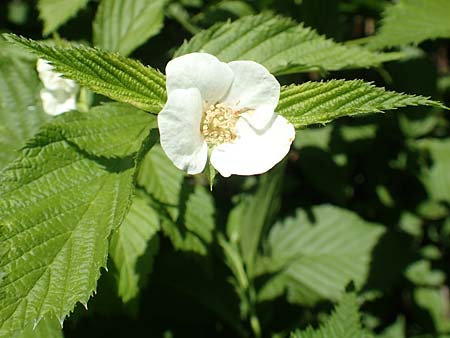 Rhodotypos scandens \ Schnee-Kerrie / Jetbead, D Frankfurt-Schwanheim 7.5.2018
