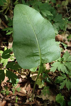 Bistorta officinalis \ Schlangen-Kn�terich / Common Bistort, D Gochsheim 17.5.2018