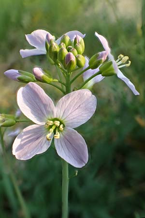 Cardamine pratensis agg. \ Wiesen-Schaumkraut, D Mannheim 9.4.2020