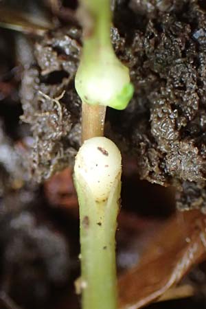 Ficaria verna \ Kn�llchen-Scharbockskraut / Lesser Celandine, D Mudau 23.4.2023