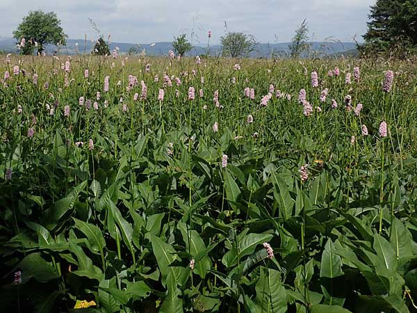 Bistorta officinalis \ Schlangen-Kn�terich / Common Bistort, D Rh&ouml;n, Heidelstein 20.6.2023