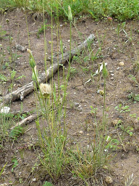 Scorzonera laciniata \ Schlitzbl�ttrige Schwarzwurzel / Cutleaf Viper's Grass, D Gerolzhofen-Sulzheim 4.6.2016