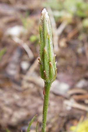 Scorzonera laciniata \ Schlitzbl�ttrige Schwarzwurzel / Cutleaf Viper's Grass, D Gerolzhofen-Sulzheim 1.6.2015