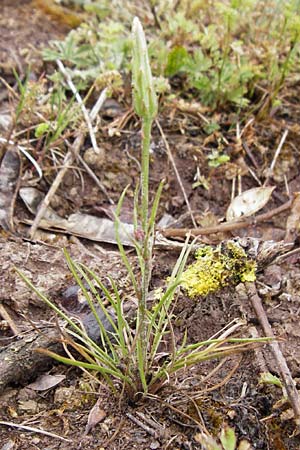 Scorzonera laciniata \ Schlitzbl�ttrige Schwarzwurzel / Cutleaf Viper's Grass, D Gerolzhofen-Sulzheim 1.6.2015