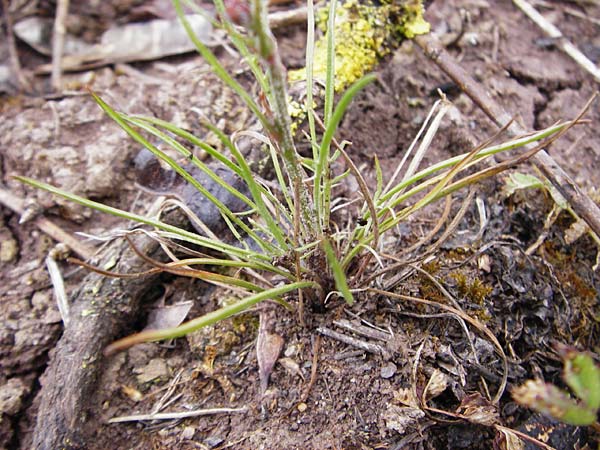 Scorzonera laciniata \ Schlitzbl�ttrige Schwarzwurzel / Cutleaf Viper's Grass, D Gerolzhofen-Sulzheim 1.6.2015