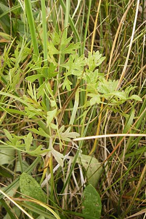 Peucedanum oreoselinum \ Berg-Haarstrang / Mountain Parsley, D Eching 25.7.2015
