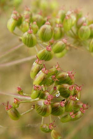 Peucedanum oreoselinum \ Berg-Haarstrang / Mountain Parsley, D Eching 25.7.2015