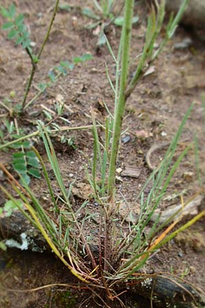 Scorzonera laciniata \ Schlitzbl�ttrige Schwarzwurzel / Cutleaf Viper's Grass, D Gerolzhofen-Sulzheim 4.6.2016