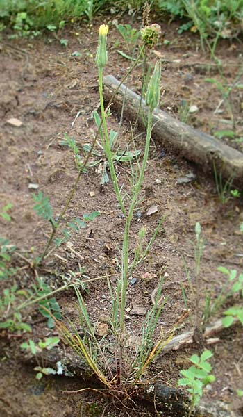 Scorzonera laciniata \ Schlitzbl�ttrige Schwarzwurzel / Cutleaf Viper's Grass, D Gerolzhofen-Sulzheim 4.6.2016