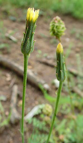 Scorzonera laciniata \ Schlitzbl�ttrige Schwarzwurzel / Cutleaf Viper's Grass, D Gerolzhofen-Sulzheim 4.6.2016
