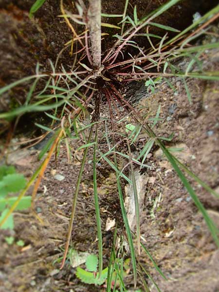 Scorzonera laciniata \ Schlitzbl�ttrige Schwarzwurzel / Cutleaf Viper's Grass, D Gerolzhofen-Sulzheim 4.6.2016