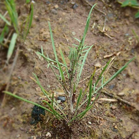Scorzonera laciniata \ Schlitzbl�ttrige Schwarzwurzel / Cutleaf Viper's Grass, D Gerolzhofen-Sulzheim 4.6.2016