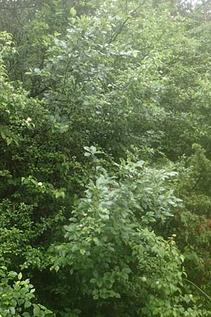 Sorbus laemmerbergensis \ L�mmerberg-Mehlbeere / Laemmerberg Whitebeam, D Hardheim-Schweinberg 11.6.2016