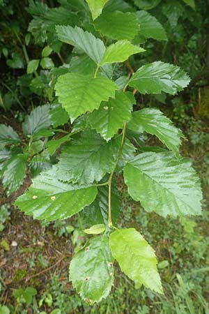 Sorbus laemmerbergensis \ L�mmerberg-Mehlbeere / Laemmerberg Whitebeam, D Hardheim-Schweinberg 11.6.2016