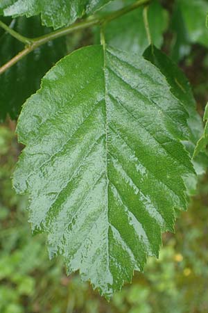 Sorbus laemmerbergensis \ L�mmerberg-Mehlbeere / Laemmerberg Whitebeam, D Hardheim-Schweinberg 11.6.2016