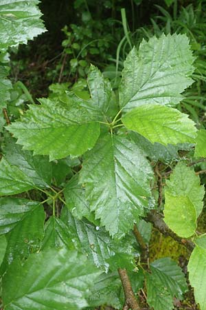 Sorbus laemmerbergensis \ L�mmerberg-Mehlbeere / Laemmerberg Whitebeam, D Hardheim-Schweinberg 11.6.2016
